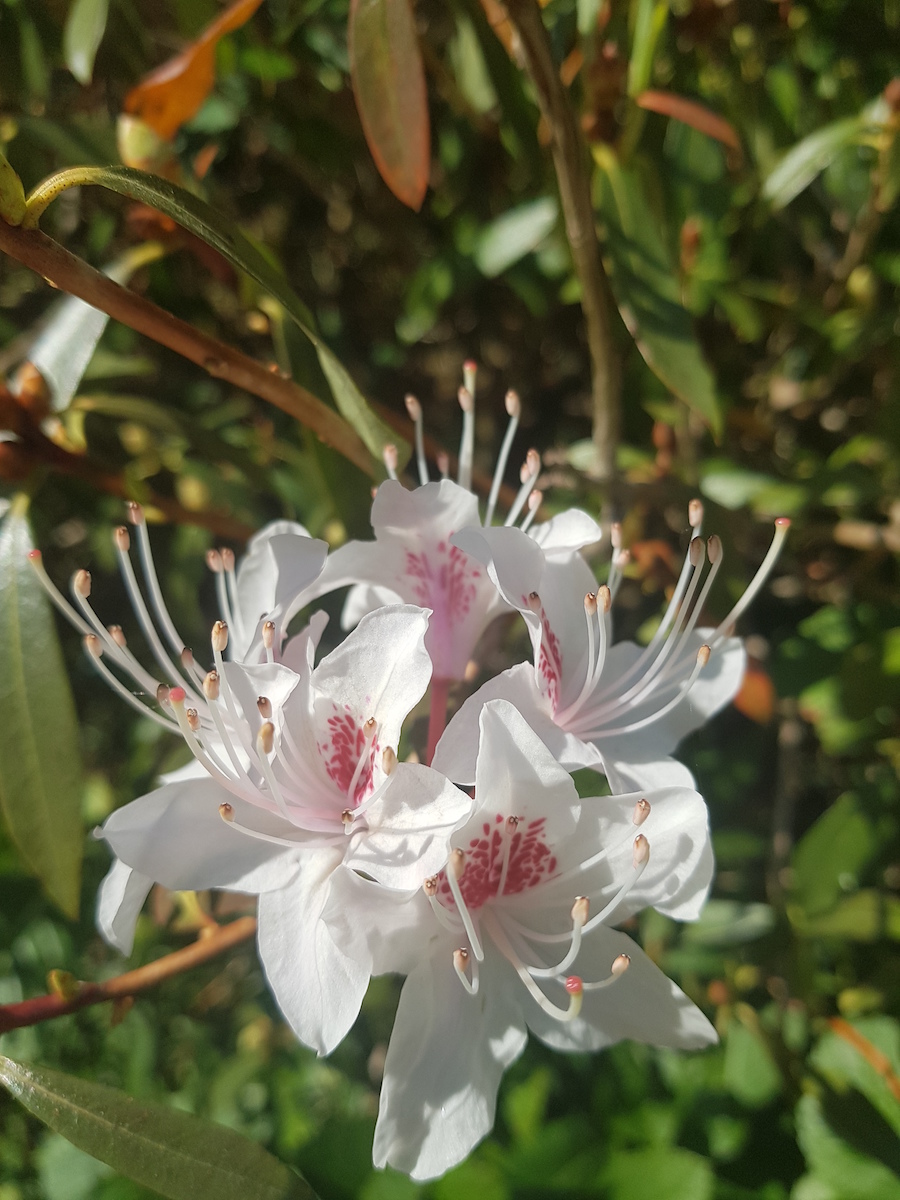 R. yunnanense